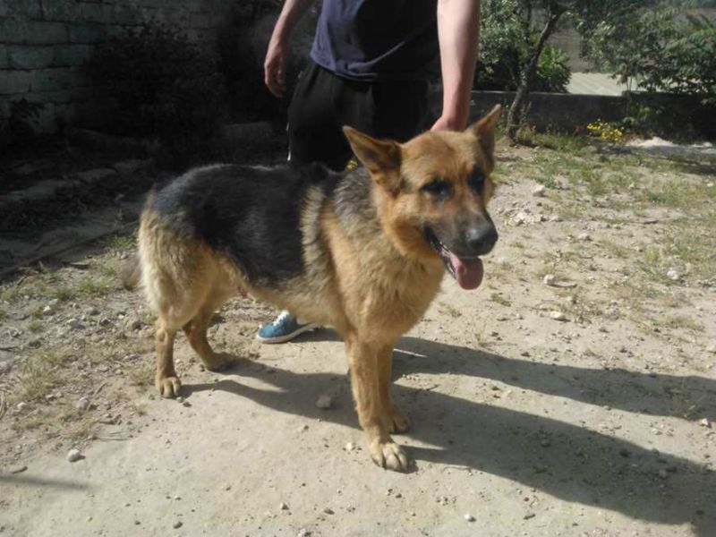 CAGNOLINO INCROCIO PASTORE TEDESCO  IN REGALO