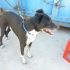 CAGNOLINO TIPO PASTORE BELGA - DALMATA IN REGALO