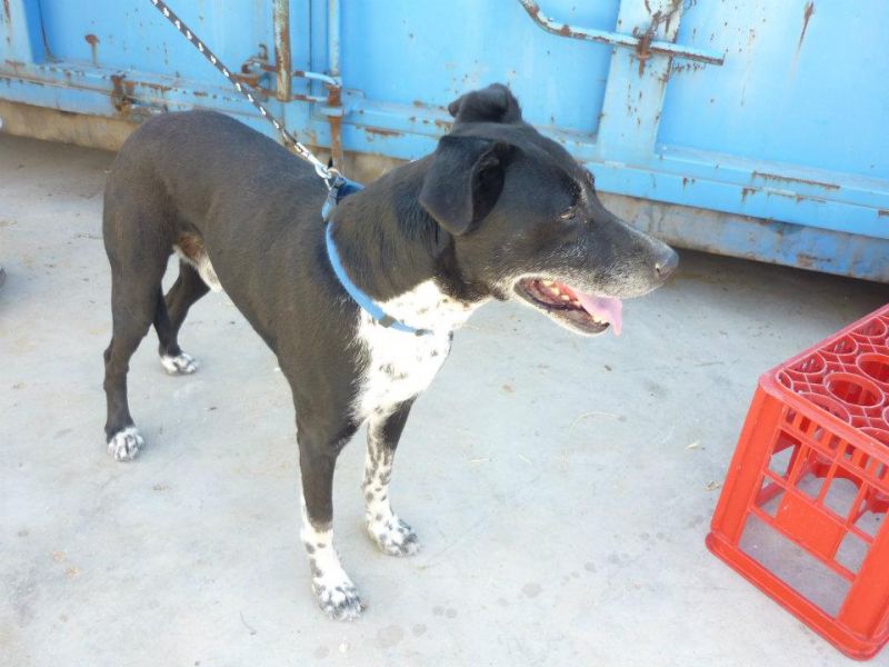 CAGNOLINO TIPO PASTORE BELGA - DALMATA IN REGALO