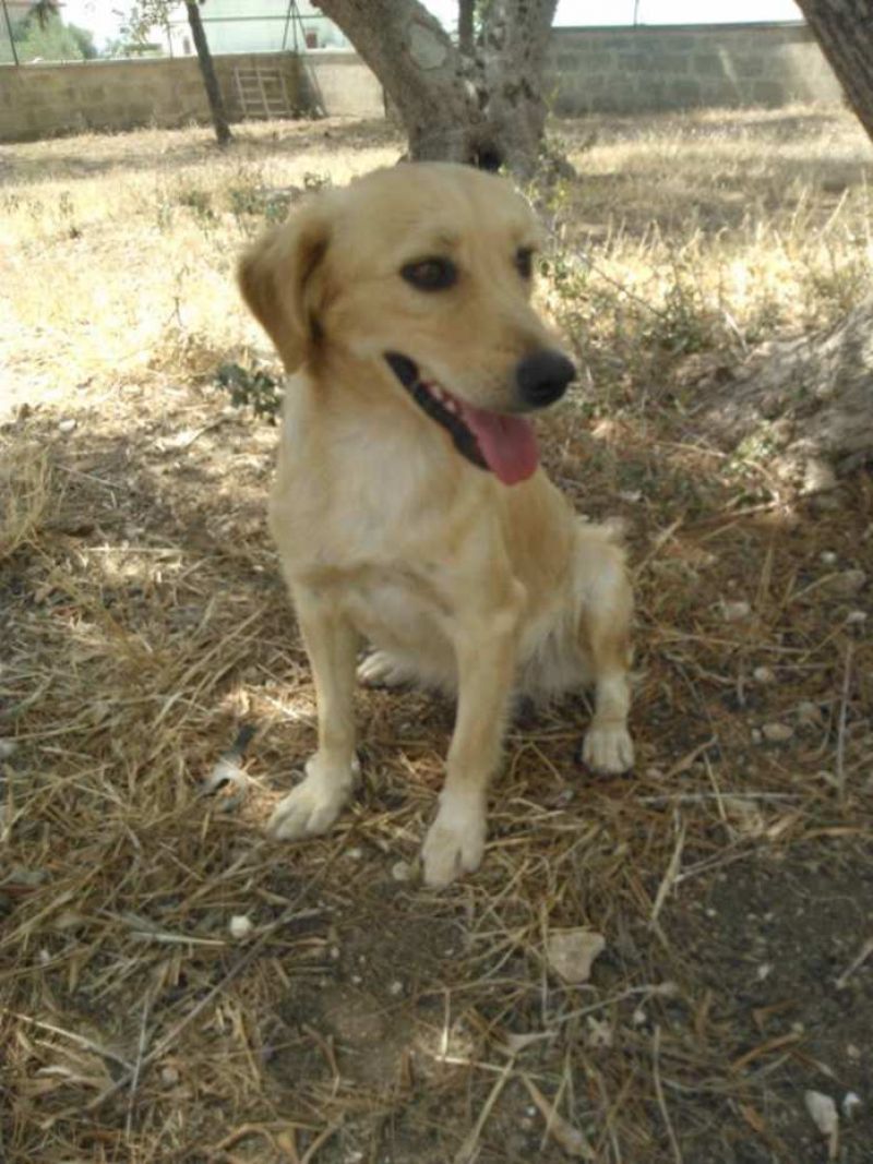 CUCCIOLA LABRADOR - NANO