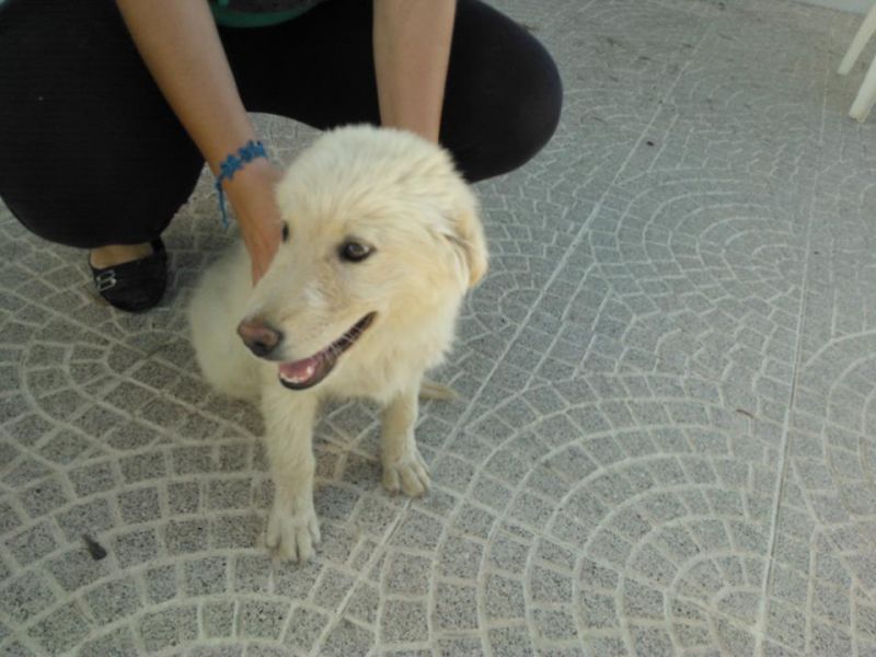 CUCCIOLA INCROCIO MAREMMANINA  IN REGALO