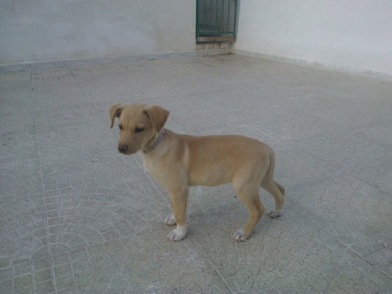 cucciola incrocio volpina in regalo