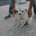 CUCCIOLI INCROCIO JACK  RUSSELL  IN REGALO