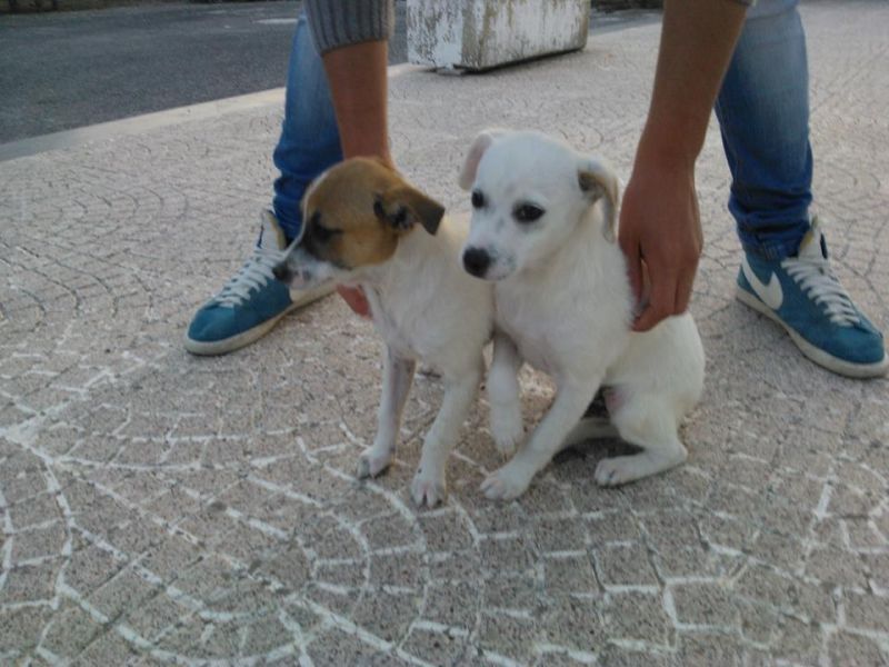 CUCCIOLI INCROCIO JACK  RUSSELL  IN REGALO