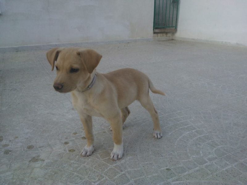 CUCCIOLA INCROCIO GOLDEN-RETRIEVER-LABRADOR  IN REGALO