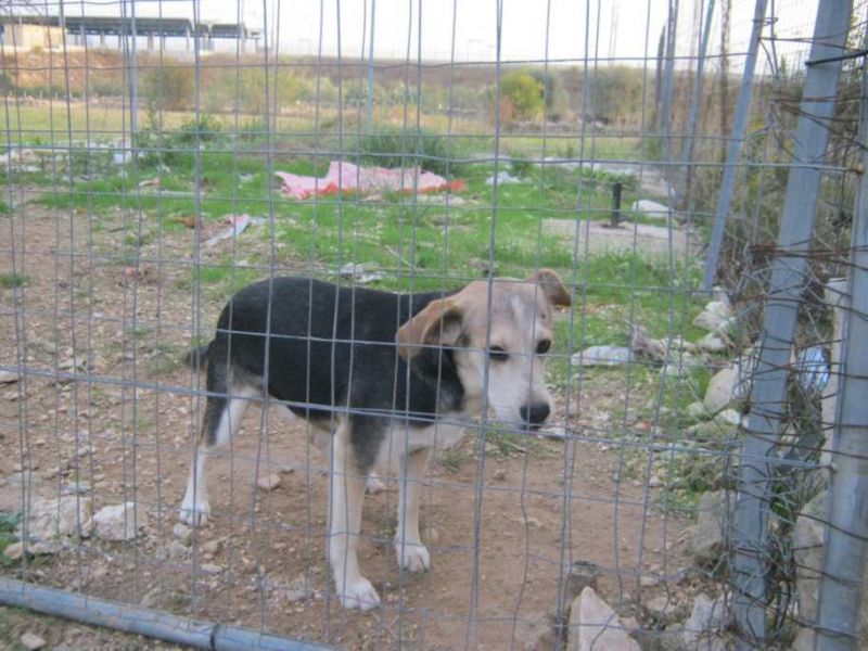 cuccioli incrocio beagle