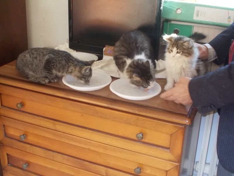 TRE GATTINI  IN REGALO