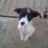 CUCCIOLO INCROCIO JACK RUSSELL IN REGALO