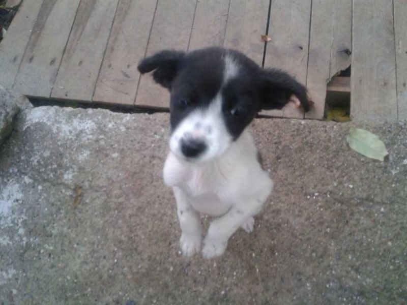 CUCCIOLO INCROCIO JACK RUSSELL IN REGALO