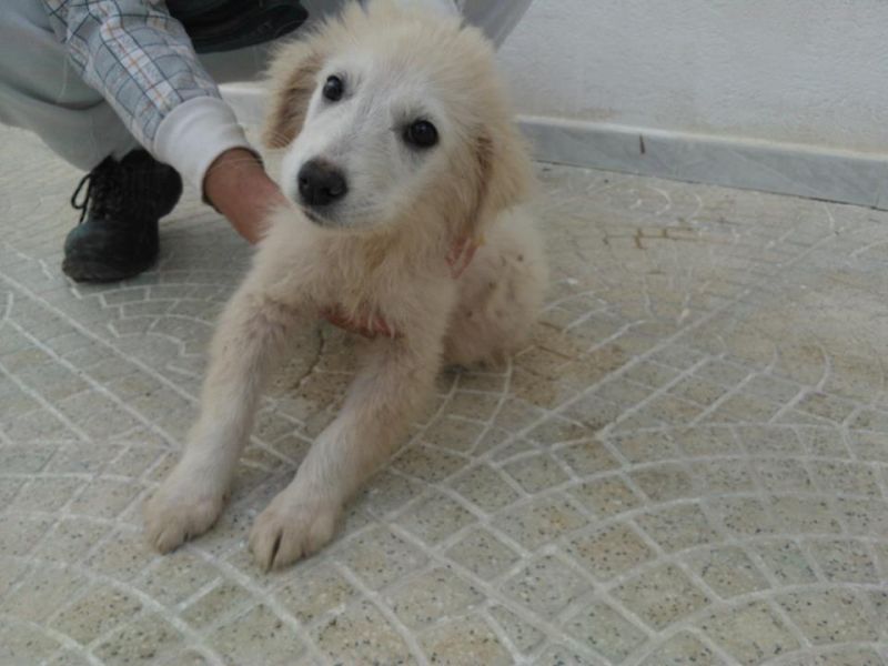 CUCCIOLA INCROCIO MAREMMANINA ABRUZZESE IN REGALO