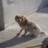 CAGNOLINA INCROCIO VOLPINO  IN REGALO
