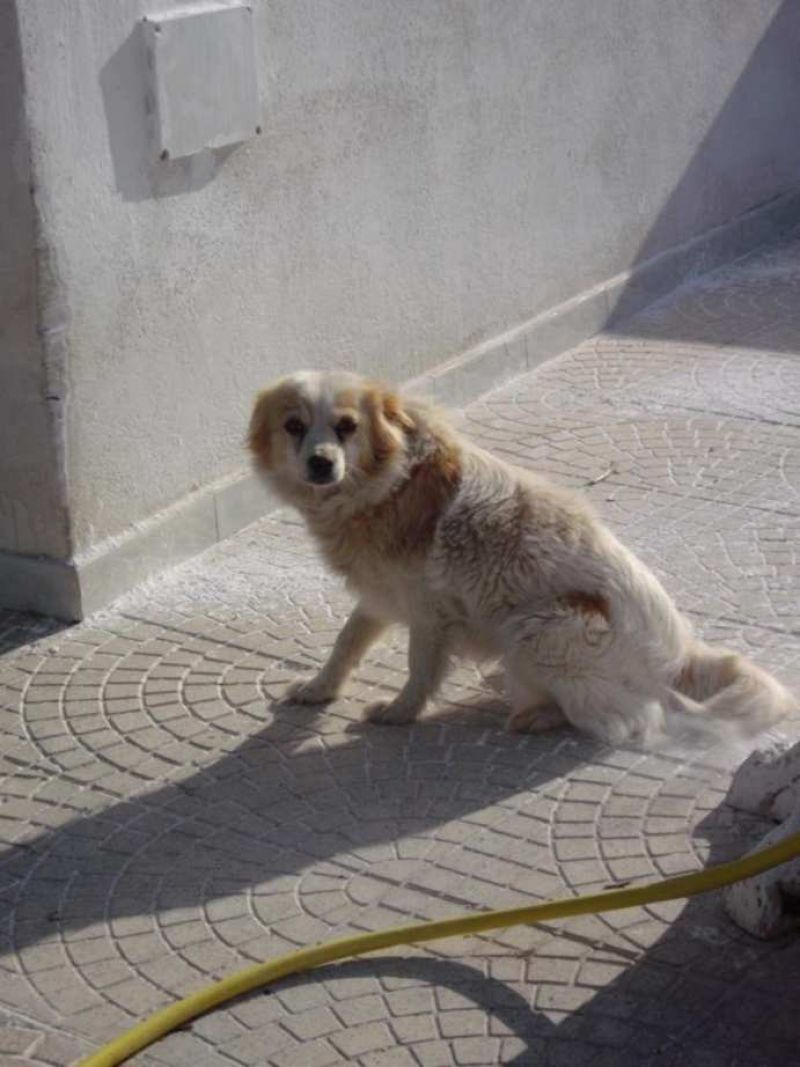 CAGNOLINA INCROCIO VOLPINO  IN REGALO