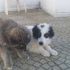 CUCCIOLI INCROCIO BORDER COLLIE  IN REGALO