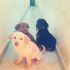 cuccioli incricio labrador-pastore tedesco in regalo