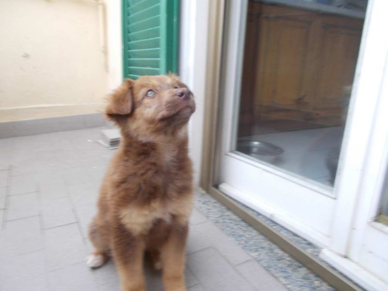 CUCCIOLA INCRICIO PASTORE AUSTRALIANO IN REGALO
