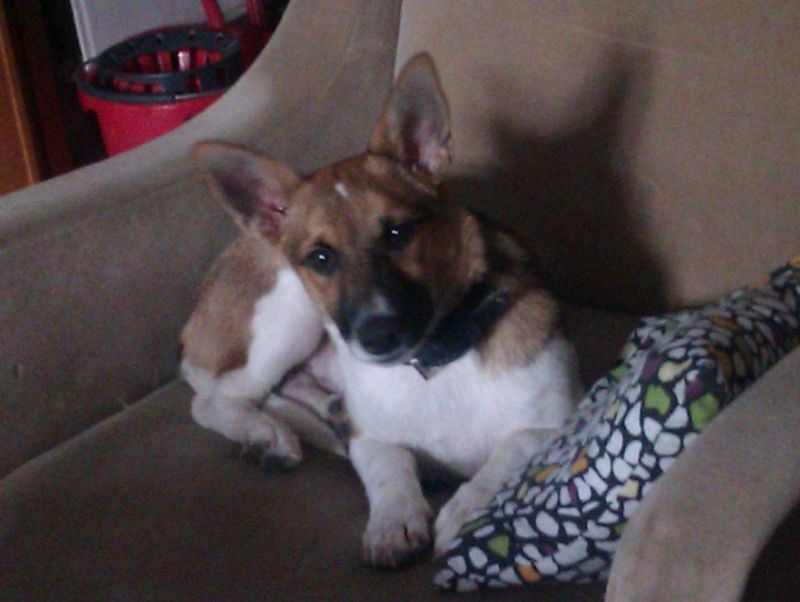 CUCCIOLO INCROCIO JACK RUSSELL  IN REGALO