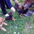 CUCCIOLI INCROCIO PASTORE TEDESDCO / BEAGLE  IN REGALO