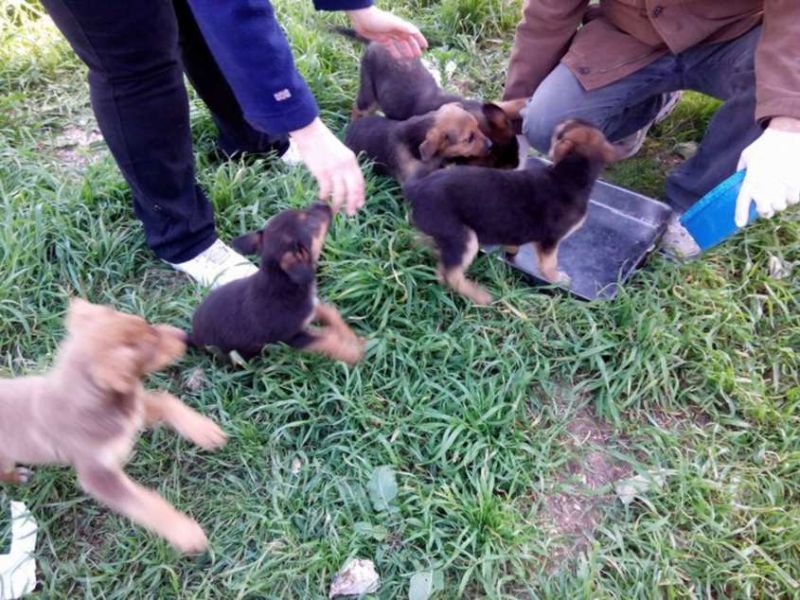 CUCCIOLI INCROCIO PASTORE TEDESDCO / BEAGLE IN REGALO