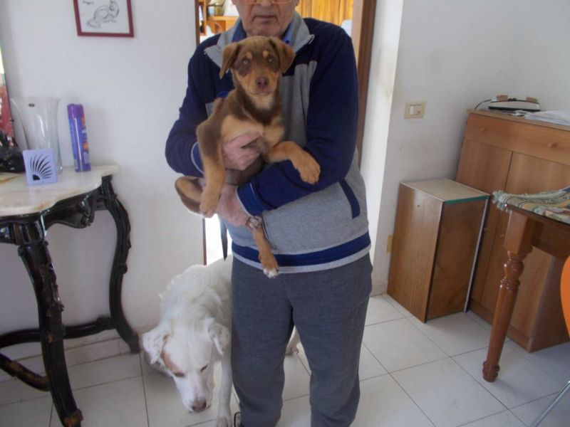 CUCCIOLA INCROCIO BEAGLE  IN REGALO