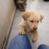 CUCCIOLO INCROCIO LABRADOR  IN REGALO