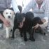 CUCCIOLI INCROCIO LABRADOR  IN REGALO