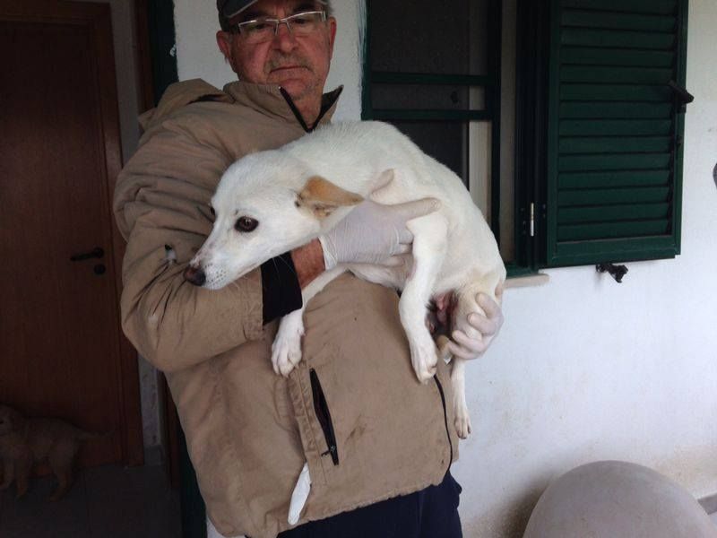CAGNOLINA INCROCIO VOLPINO  IN REGALO