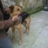 CAGNOLINA INCROCIO PASTORE SVIZZERO IN REGALO