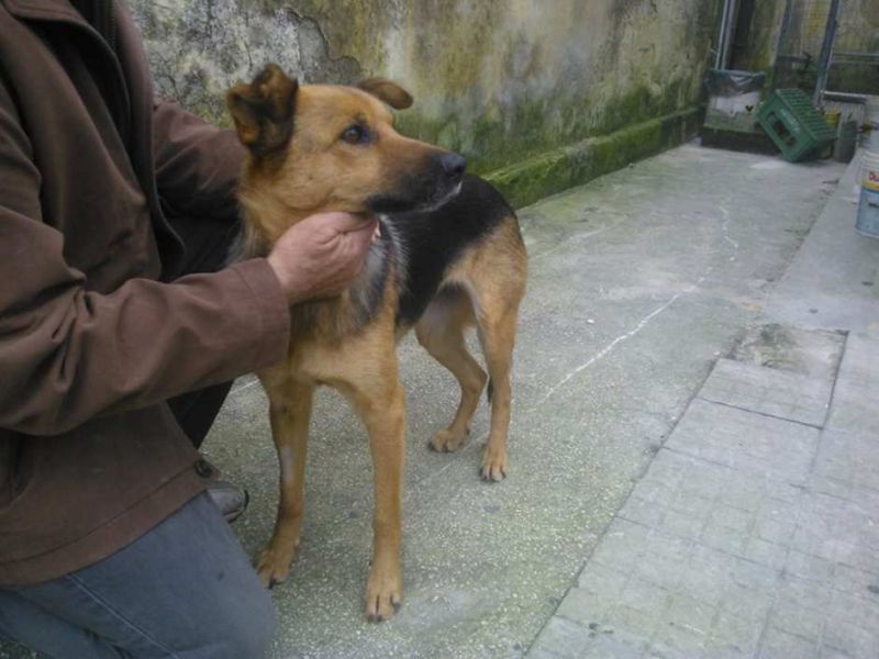 CAGNOLINA INCROCIO PASTORE TEDESCO  IN REGALO