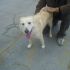 CAGNOLINA INCROCIO PASTORE SVIZZERO IN REGALO