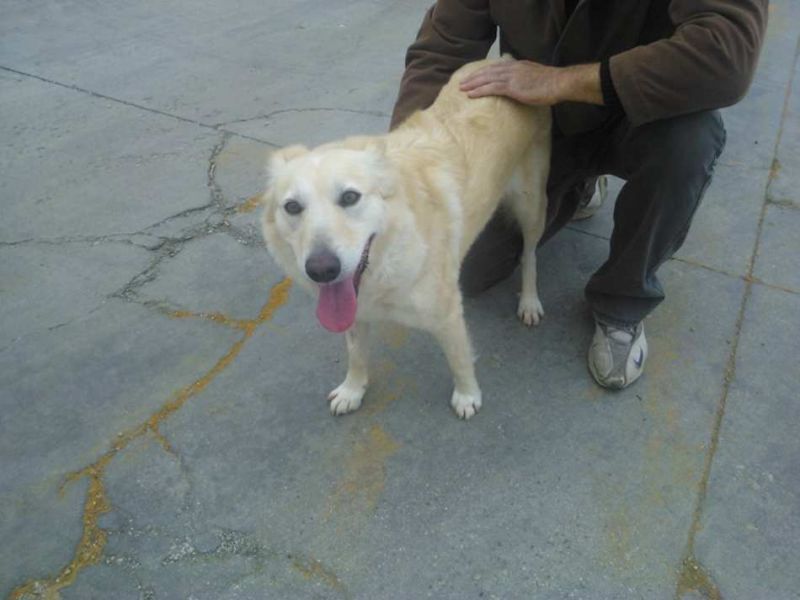CAGNOLINA INCROCIO PASTORE SVIZZERO IN REGALO