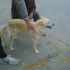 CAGNOLINA INCROCIO GOLDEN RETRIEVER IN REGALO