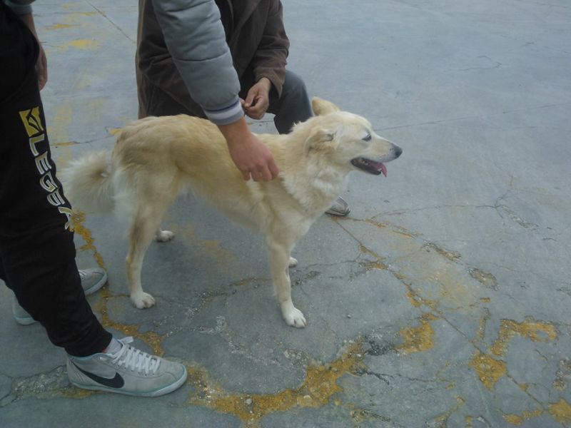 CAGNOLINA INCROCIO GOLDEN RETRIEVER IN REGALO