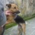 CAGNOLINA INCROCIO PASTORE TEDESCO  IN REGALO