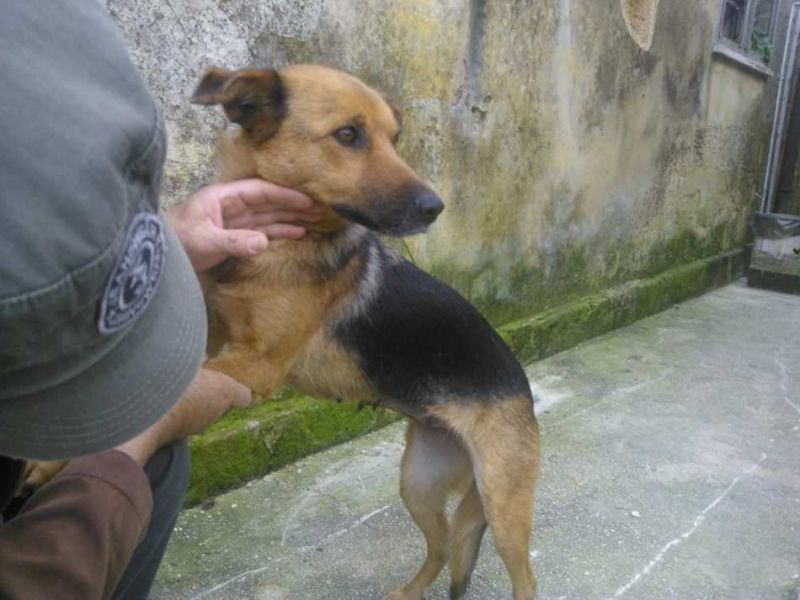 CAGNOLINA INCROCIO PASTORE TEDESCO IN REGALO