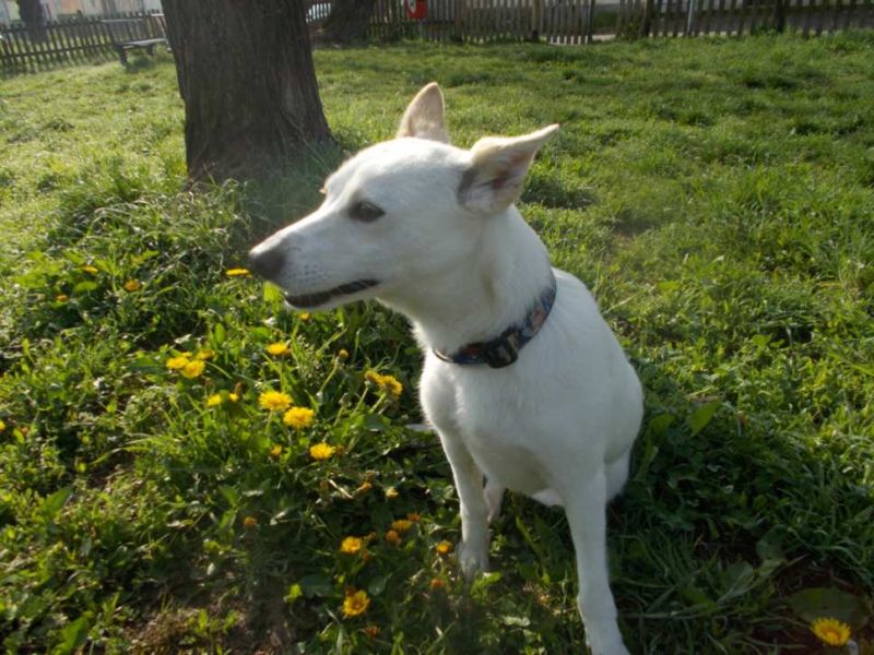 CAGNOLINA INCROCIO VOLPINO  IN REGALO