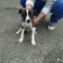 CUCCIOLO INCROCIO JACK RUSSELL  IN REGALO