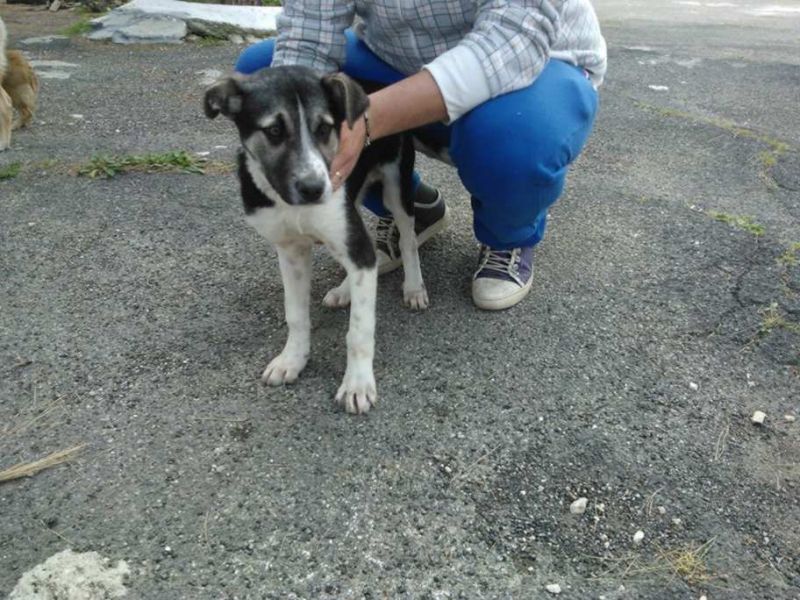 CUCCIOLO INCROCIO BORDER COLLIE IN REGALO