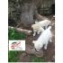 4 CUCCIOLI INCROCIO LABRADOR IN REGALO