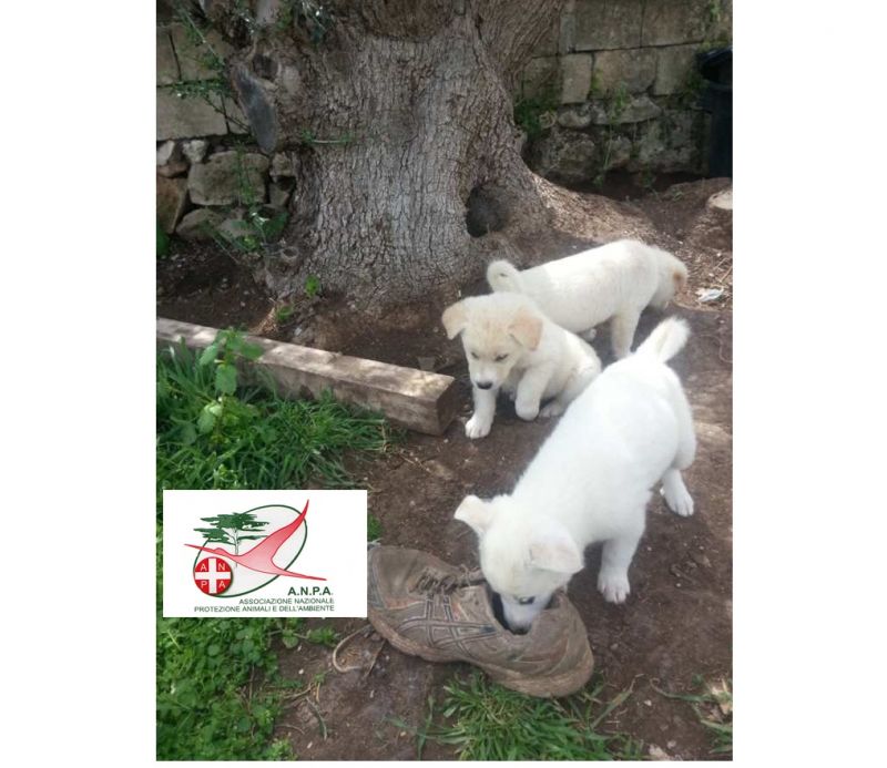 4 CUCCIOLI INCROCIO LABRADOR IN REGALO