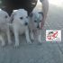 3 CUCCIOLI INCROCIO LABRADOR  IN REGALO