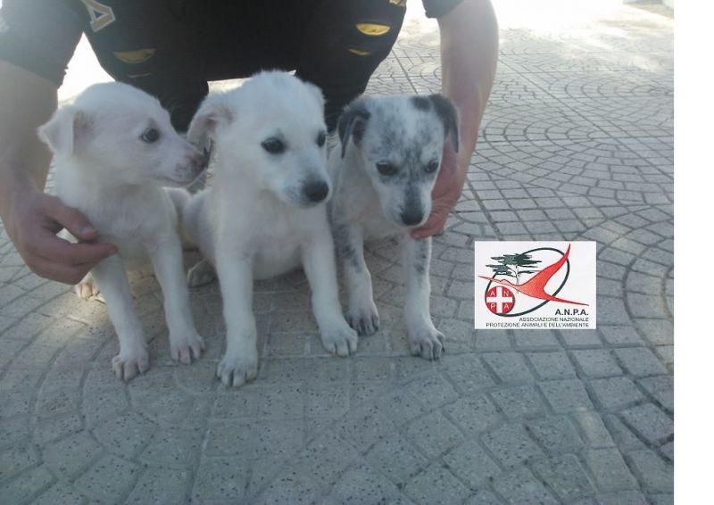 3 CUCCIOLI INCROCIO LABRADOR  IN REGALO