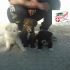 3 CUCCIOLI INCROCIO LABRADOR  IN REGALO