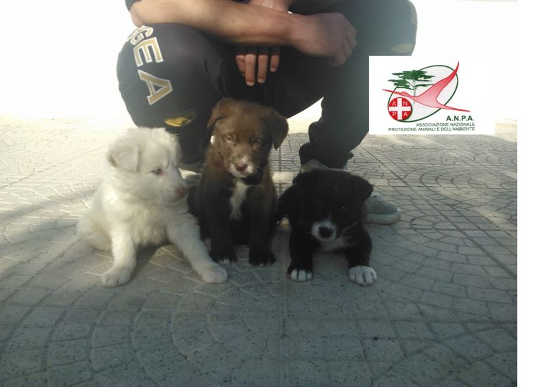 3 CUCCIOLI INCROCIO LABRADOR IN REGALO