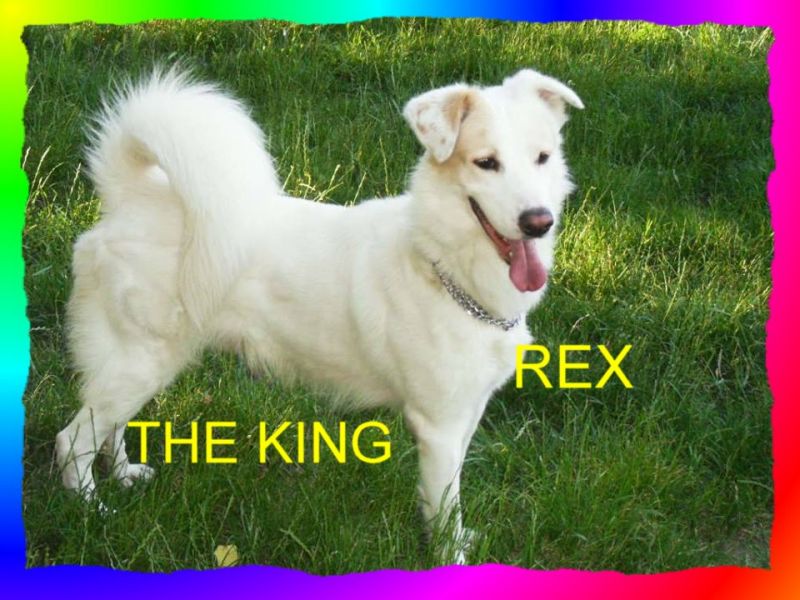 CAGNOLINO INCROCIO LABRADOR IN REGALO