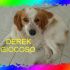 CAGNOLINO INCROCIO BRETON IN REGALO