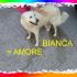 CAGNOLINA INCROCIO ,LBRADOR IN REGALO