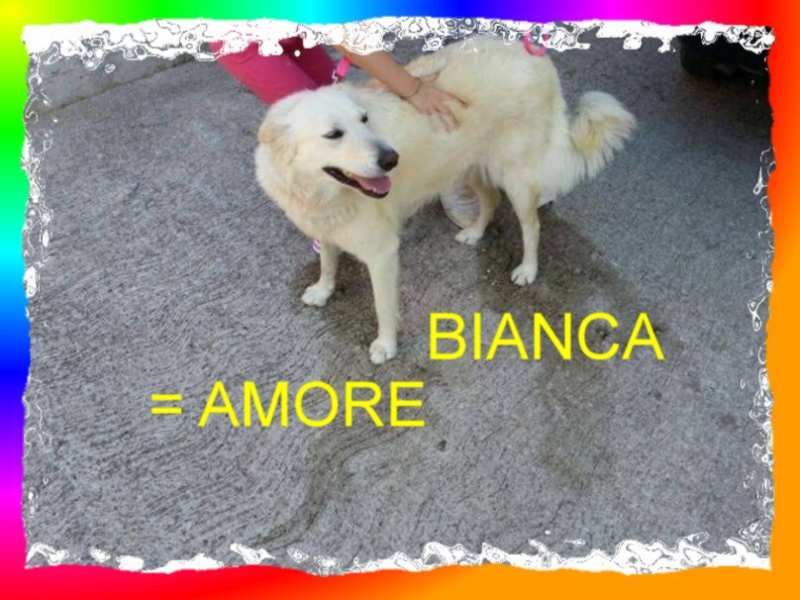 CAGNOLINA INCROCIO ,LBRADOR IN REGALO