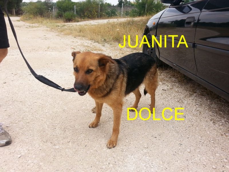 CUCCIOLA INCROCIO PASTORE TEDESCO IN REGALO