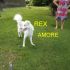 CAGNOLINO INCROCIO PASTORE SVIZZERO  IN REGALO