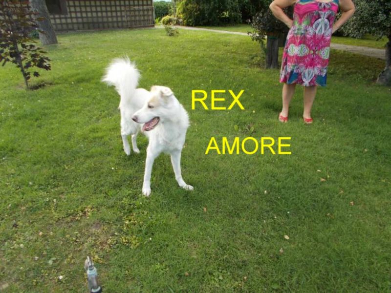 CAGNOLINO INCROCIO PASTORE SVIZZERO IN REGALO